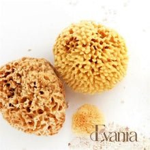 Load image into Gallery viewer, Natural Sea Sponge - Zero Waste Organic Sponge - Plastic Free Biodegradable Bath Sponge