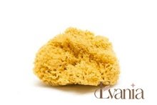 Load image into Gallery viewer, Natural Sea Sponge - Zero Waste Organic Sponge - Plastic Free Biodegradable Bath Sponge