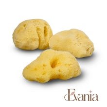 Load image into Gallery viewer, Natural Sea Sponge - Zero Waste Organic Sponge - Plastic Free Biodegradable Bath Sponge